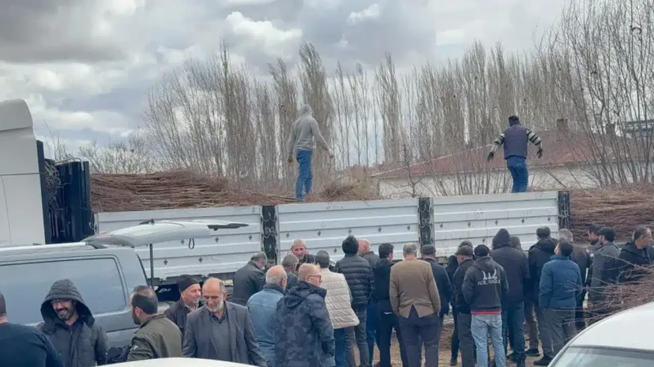 Kangal Çiftçisine Fidan Dopingi! 14 Bin Tane Dağıtıldı