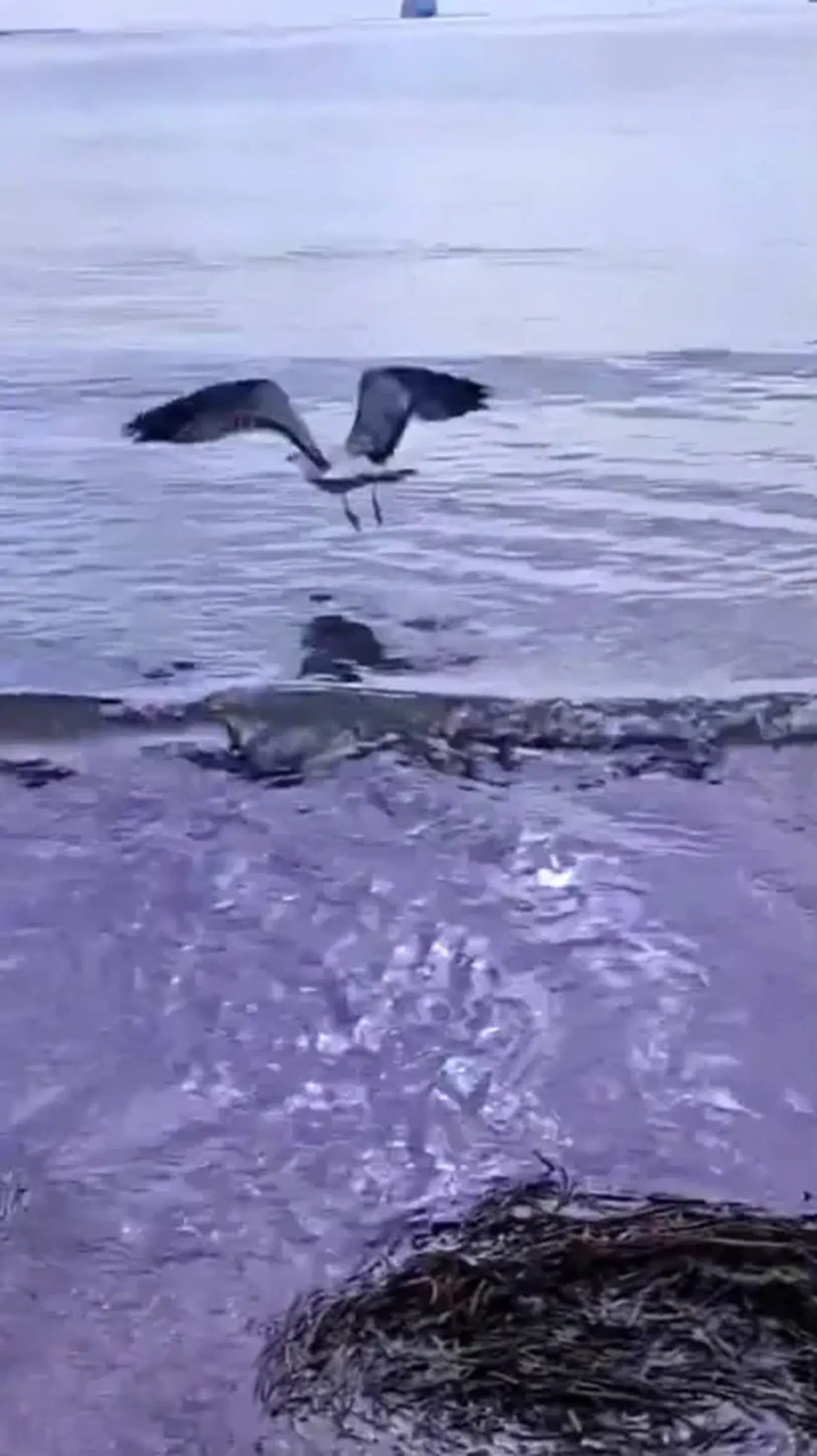 Olta Atığına Takılan Martı Yeniden Kanat Çırptı