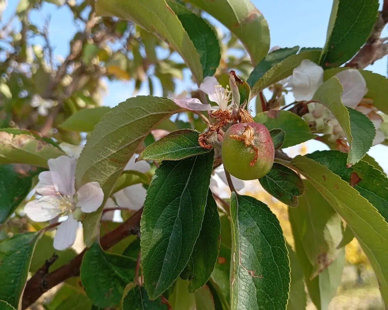 Kışa Girerken Yazıhan'da Elma Şaşkınlığı: Ağaç Çiçek Açtı