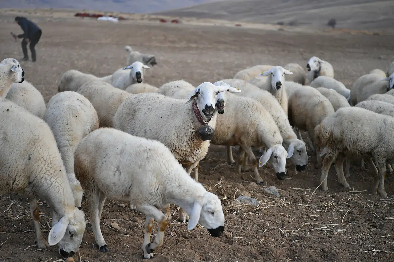 'Koyunlar Artıyor' Projesi Kırsal Kalkınmayı Hızlandırdı!