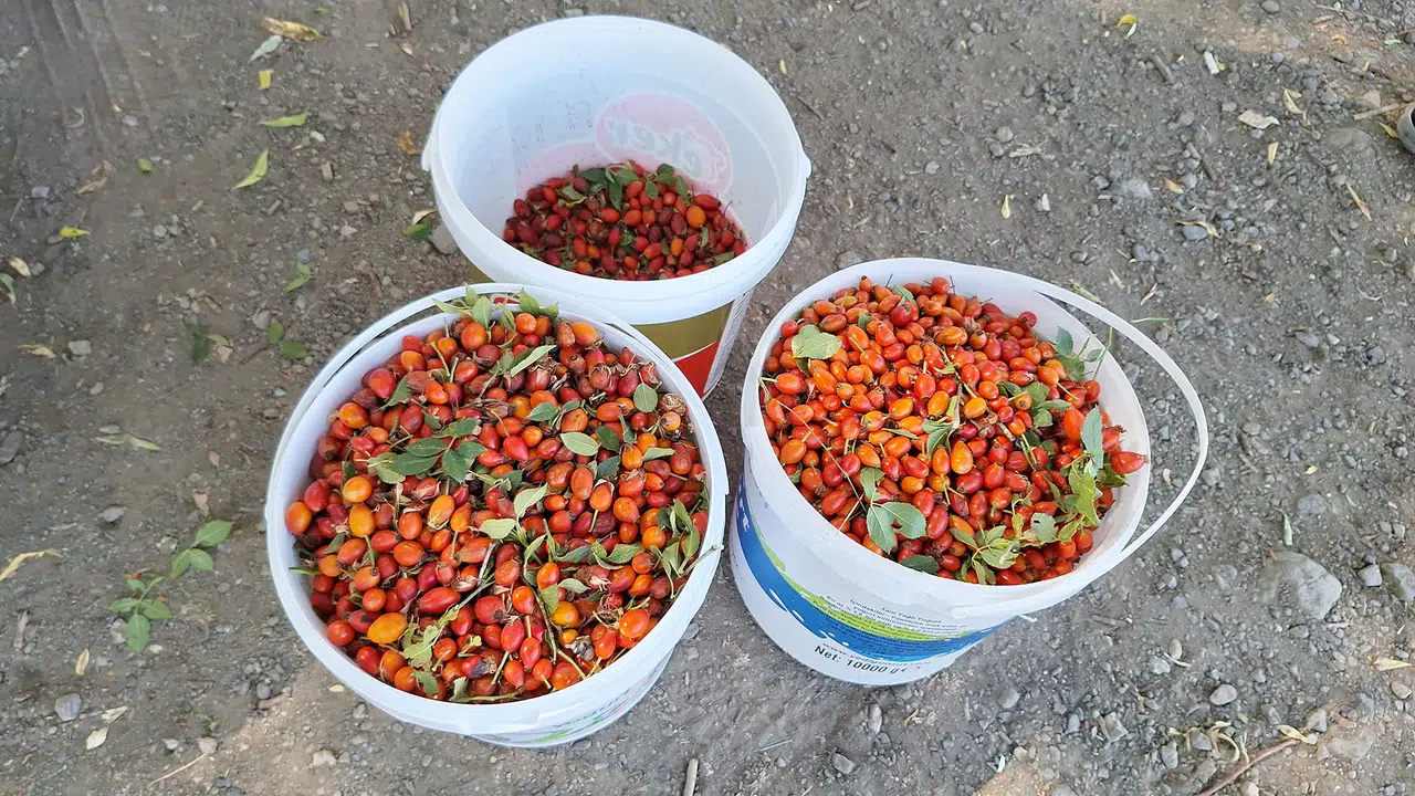 C Vitamini Deposu Kuşburnu: Dağlardan Sofralara Uzun Bir Yolculuk