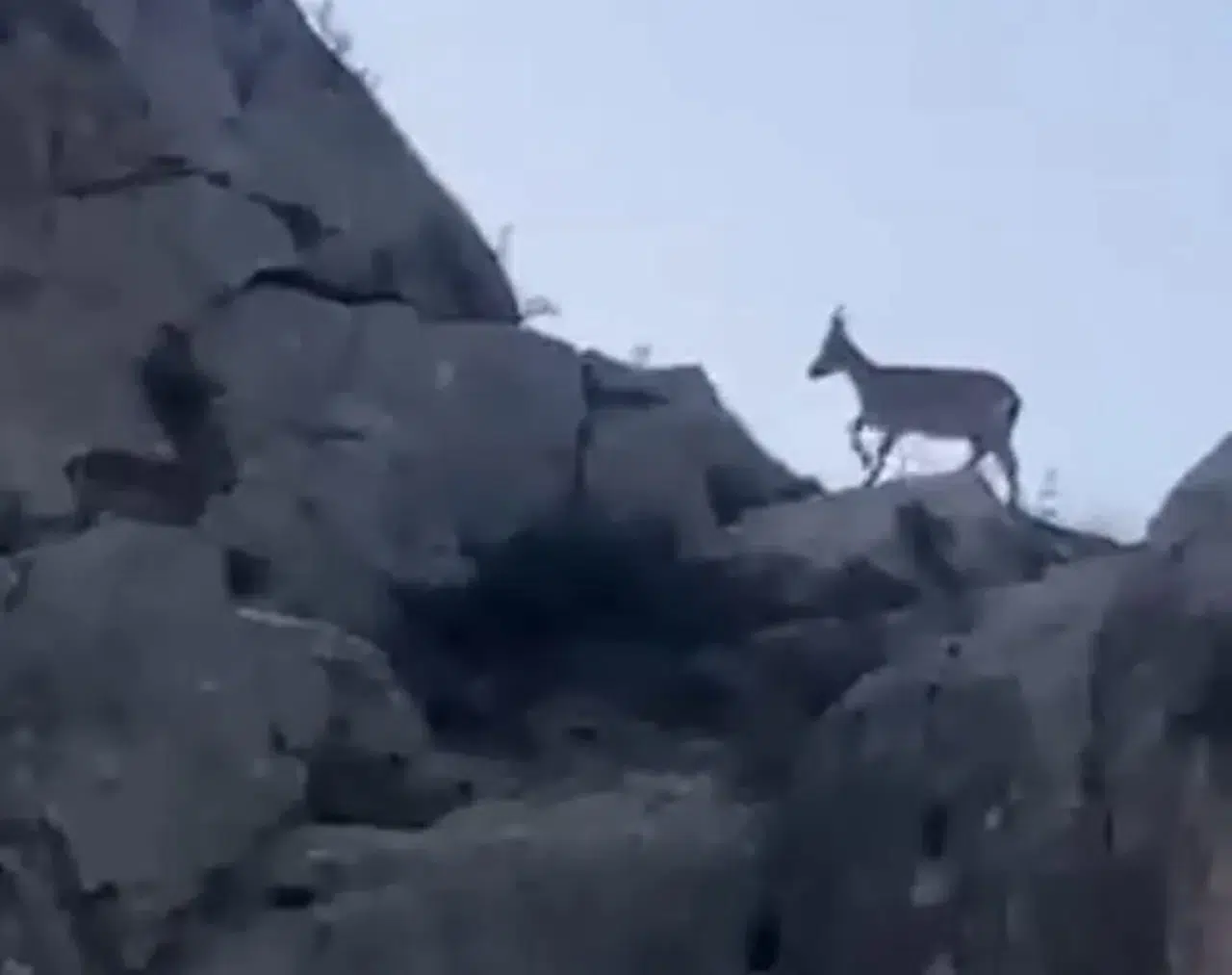 Malatya Yazıhan Kırsalında Nadir Görüntü: Yaban Keçisi Sürüsü