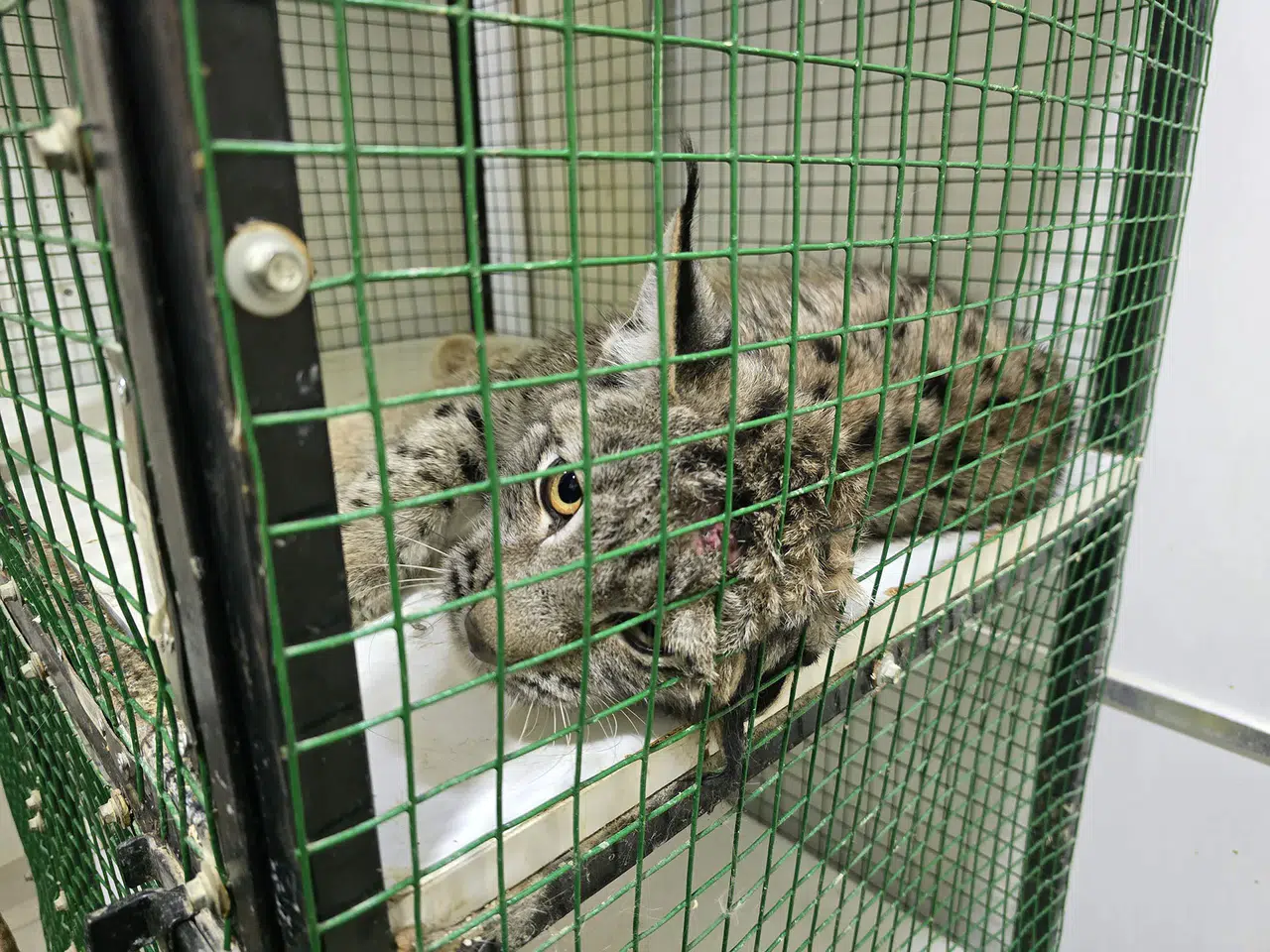 Nesli Tükeniyor! Vaşağa Araba Çarptı, Tedavisi Başladı