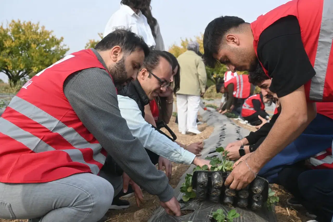 Malatya'da Kızılay Desteğiyle Modern Çilek Bahçeleri Kuruluyor