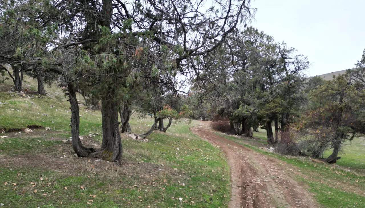 Tokat Günçalı Ardıç Ormanı: Şehit Kanından Filizlenen Tarih