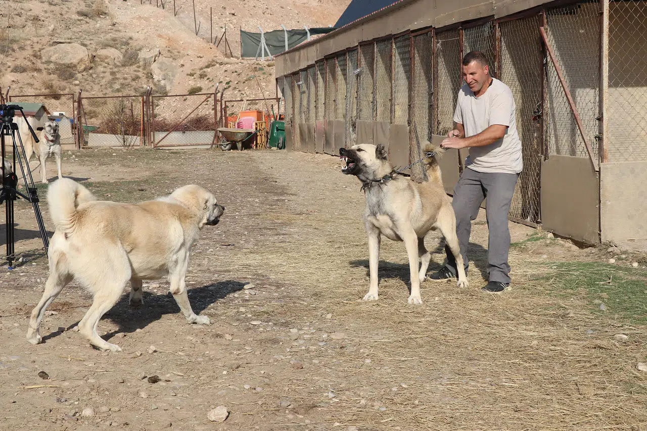 Kurtlar Neden Şehre İniyor? Uzmanından Ciddi Uyarı!