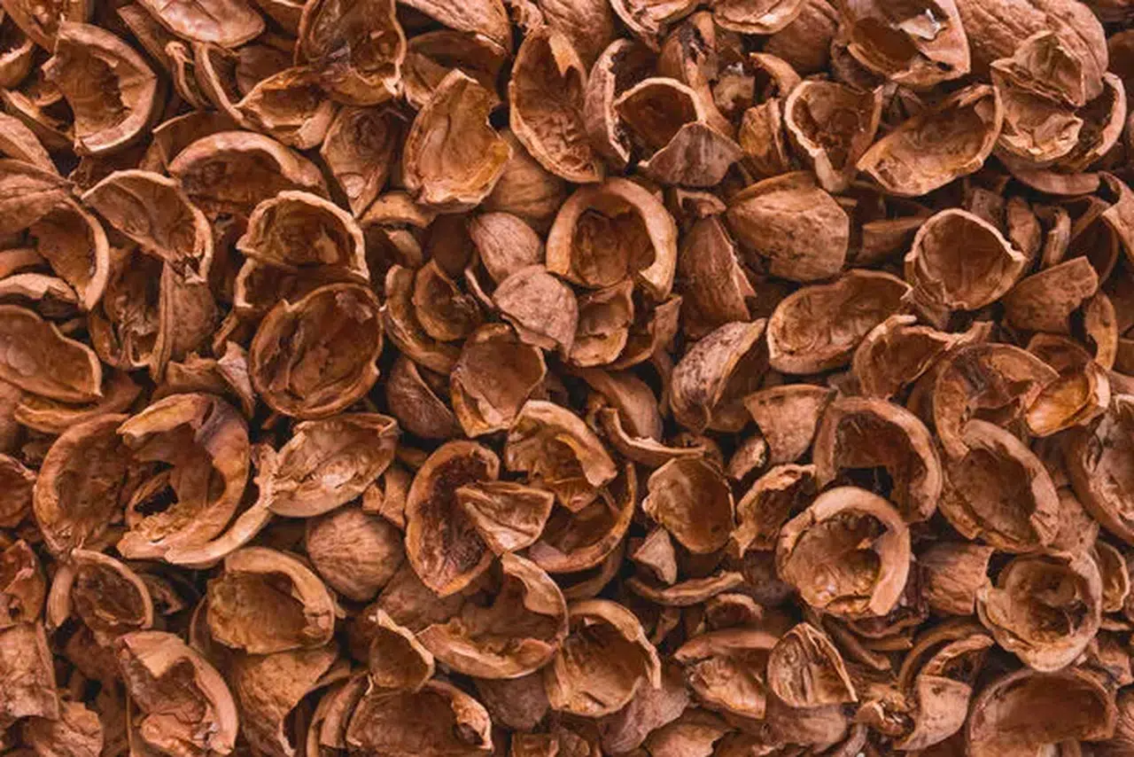 Ceviz Kabuğu Atığıyla Asfalt Ömrünü %50 Artıran Çözüm