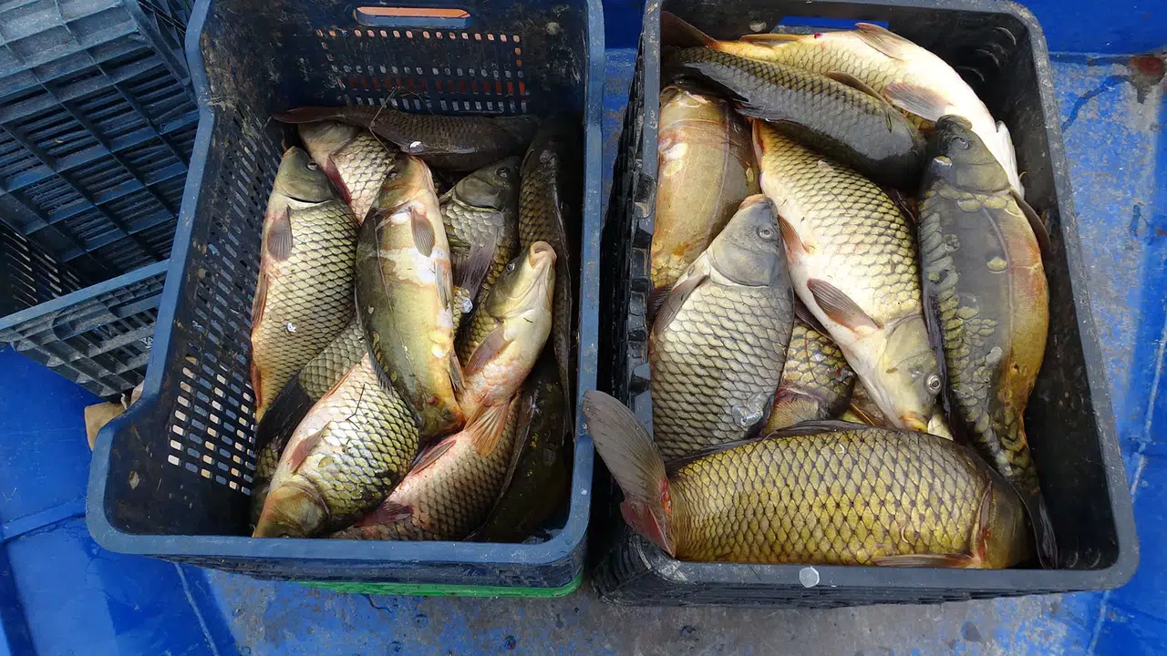 Denizi Olmayan Şehirden Ortadoğu'ya Balık İhracatı!