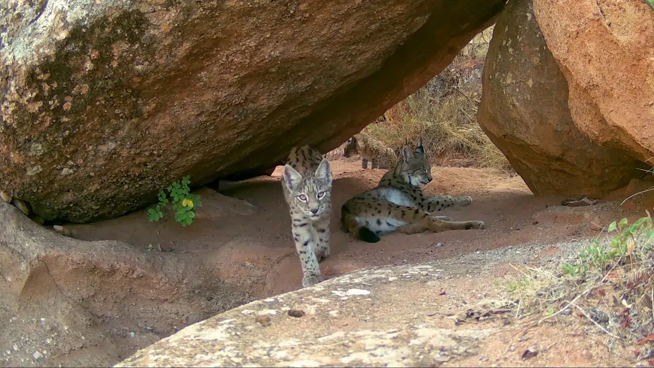 6 Yıllık Bekleyiş Bitti: Vaşak Ailesinin Oyunları Fotokapanda