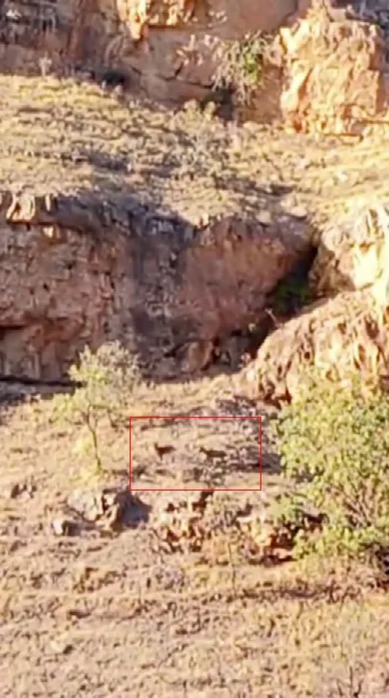 Malatya Arapgir'de Yaban Keçisi Sürüsü Kameralara Yakalandı