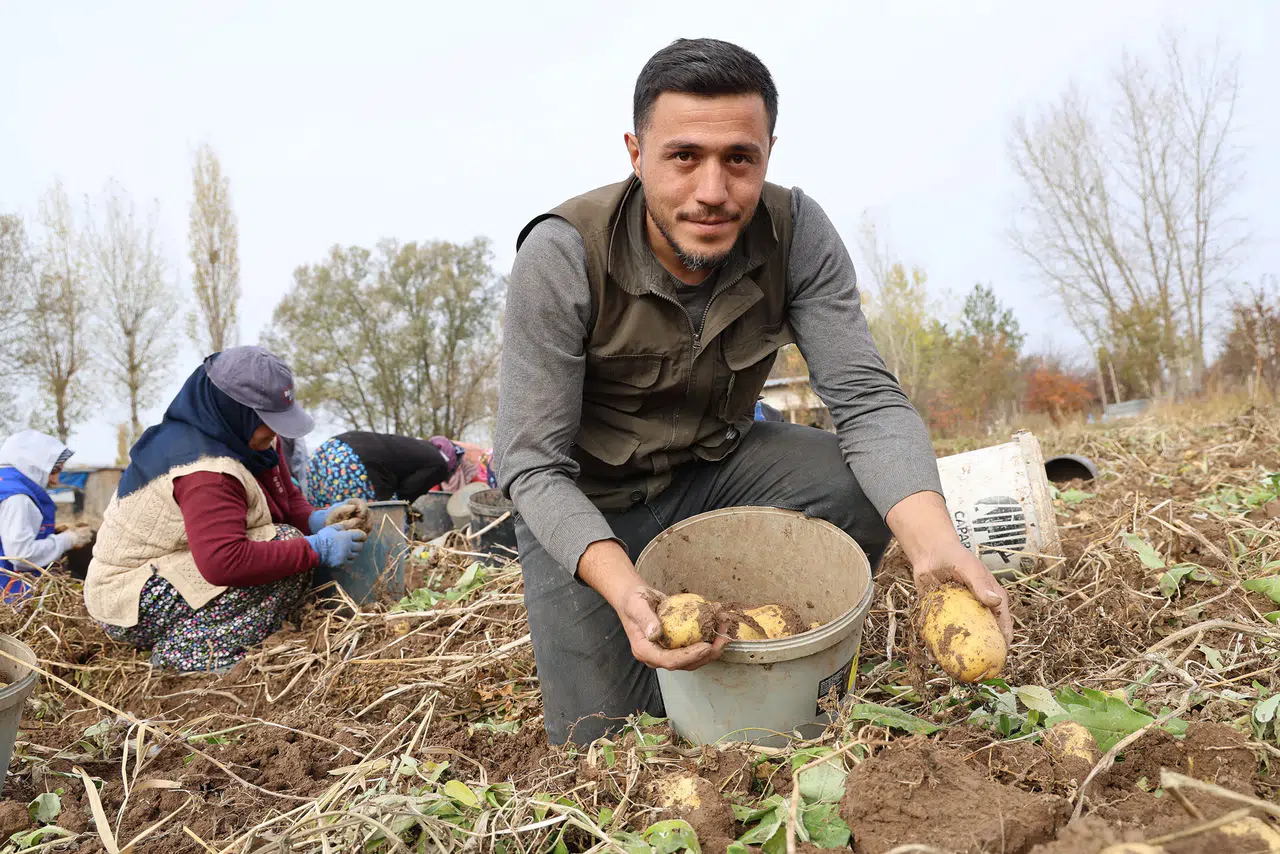 Sivas'ta Patates Mesaisi Uzuyor: Hasat Kasım Ortasına Sarktı!