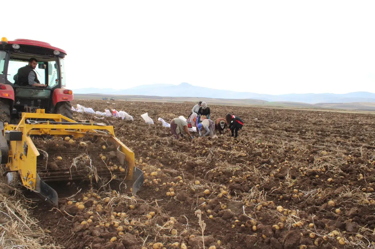 Bereketli Sezon: Tercan Patatesi Türkiye Pazarına Girdi