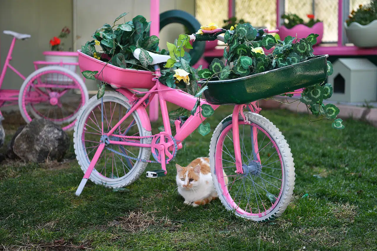 Sokak Kedileri İçin Tam Donanımlı Klinik!  Kedi Bakım Evi