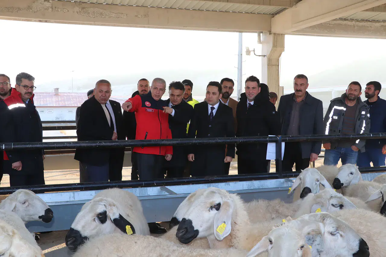 Yıldızeli'nde %70 Hibeli Koyun Desteğiyle Üretim Şahlanıyor