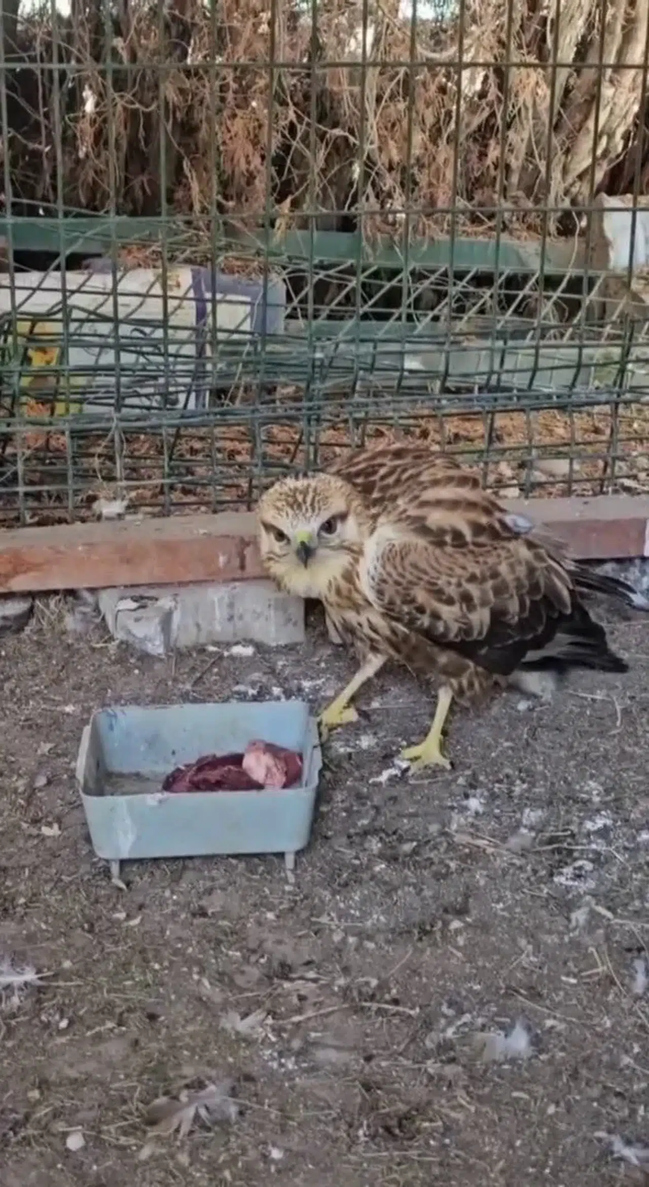 Yaban Hayatı Korunuyor: Tedavi Edilen Şahin Yuvasına Döndü