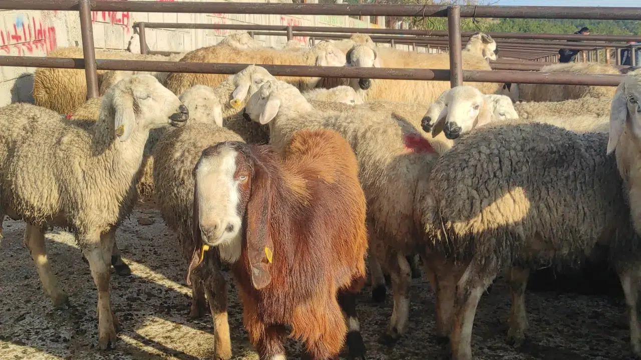 Hayvan Pazarı 2 Ay Sonra Açıldı, Yoğunluk Yaşanıyor!