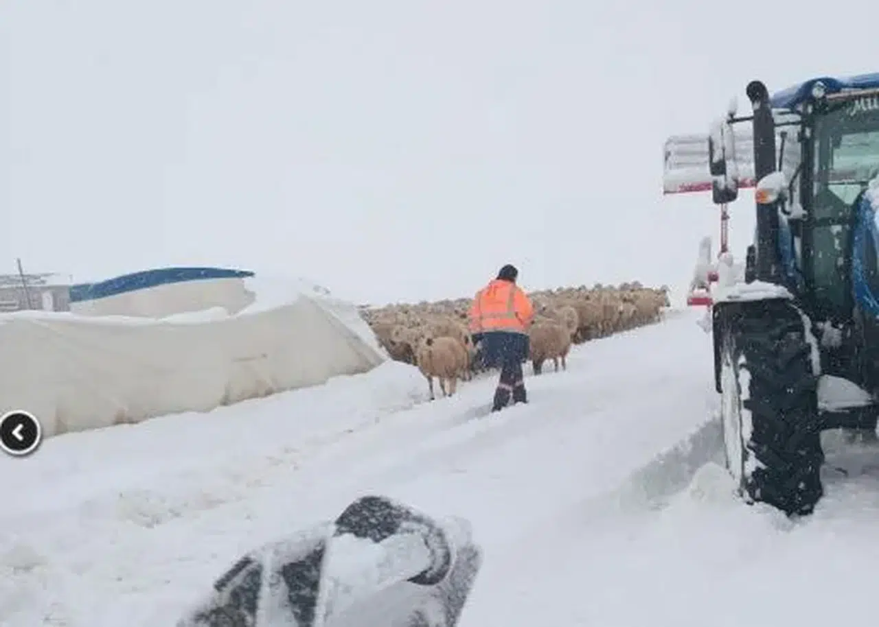 Yoğun Kar Sürüyü Vurdu: Çadır Çöktü, 8 Koyun Öldü