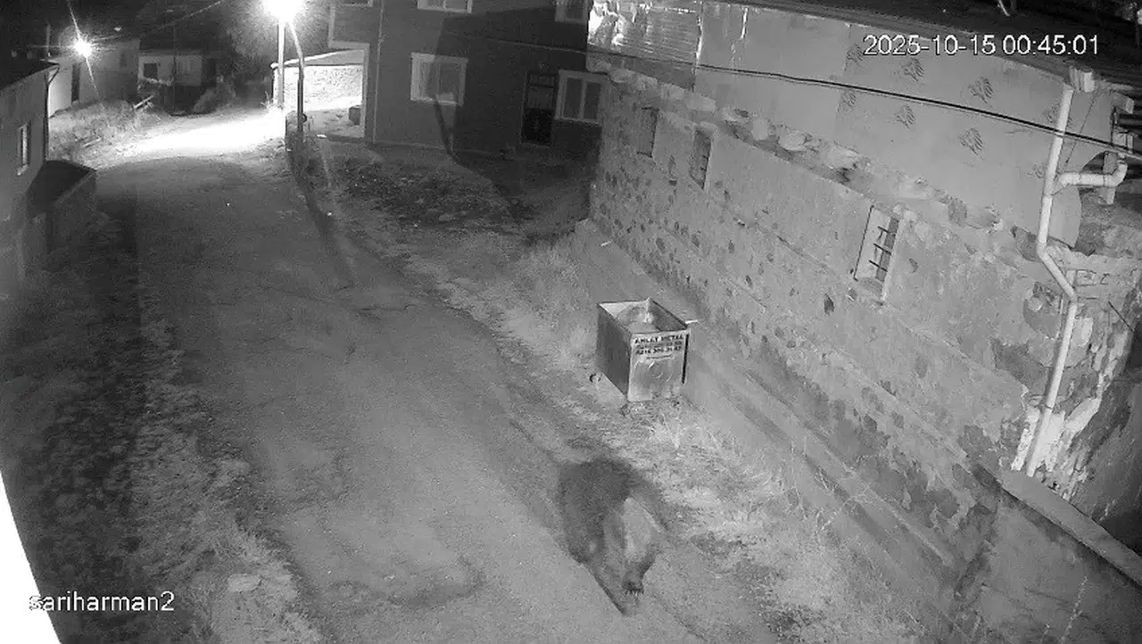 Çöp Alanları Ayıların Kış Uykusu Düzenini Nasıl Bozuyor?