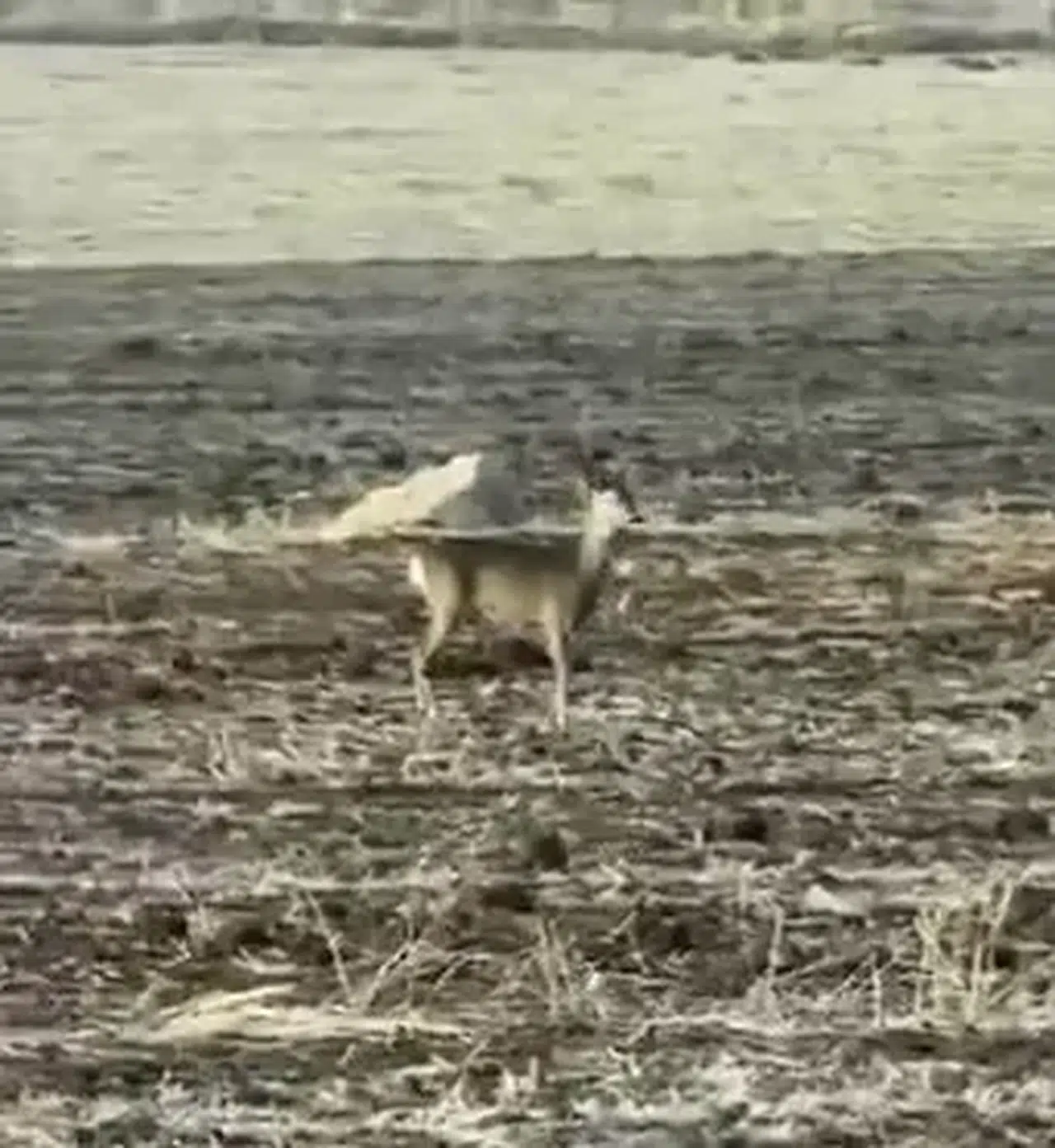 Hafik'te Şaşırtan Anlar: Nesli Tükenen Karaca Belirdi