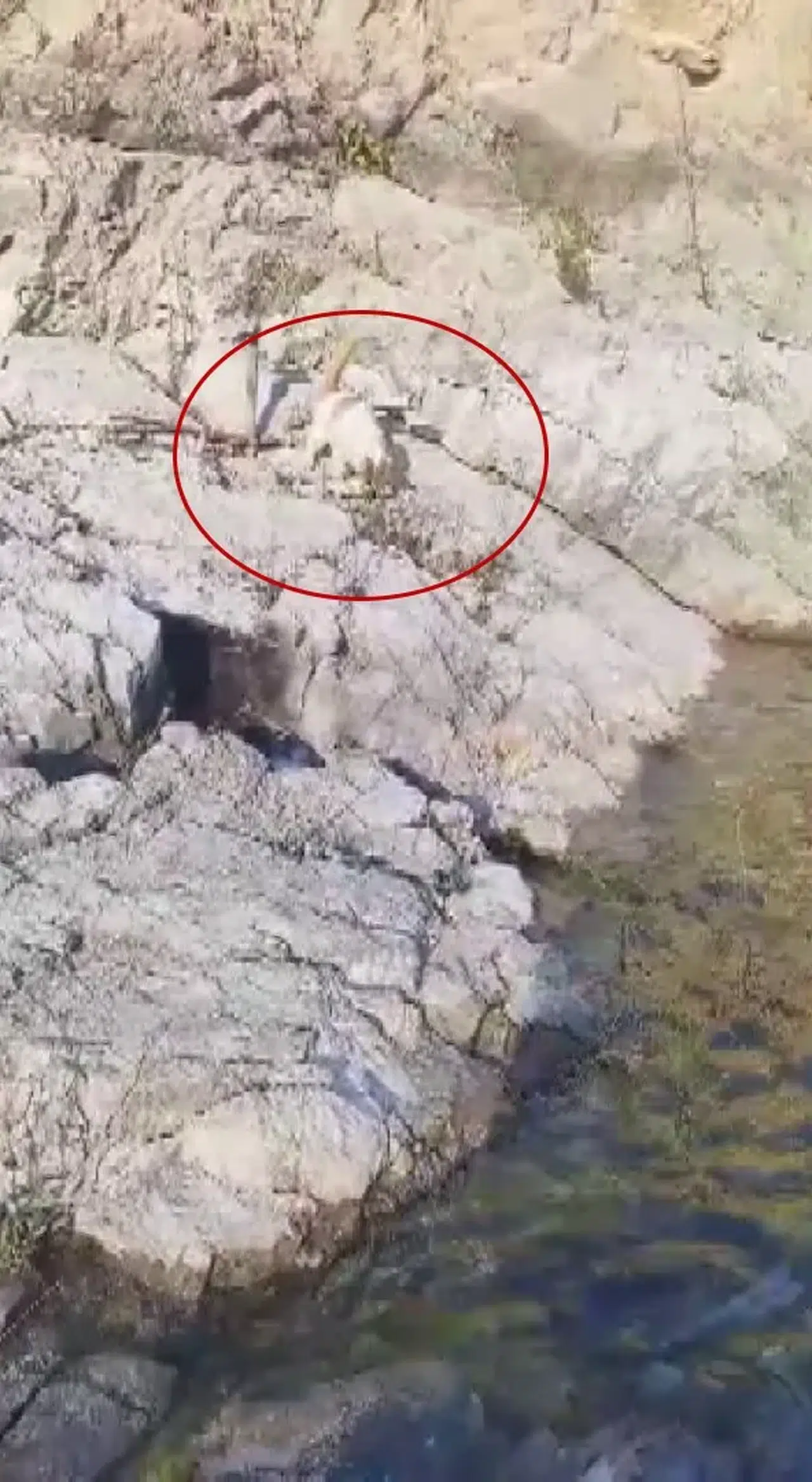 Cömert Balıkçı Yakaladığı Balığı Aç Kediyle Paylaştı