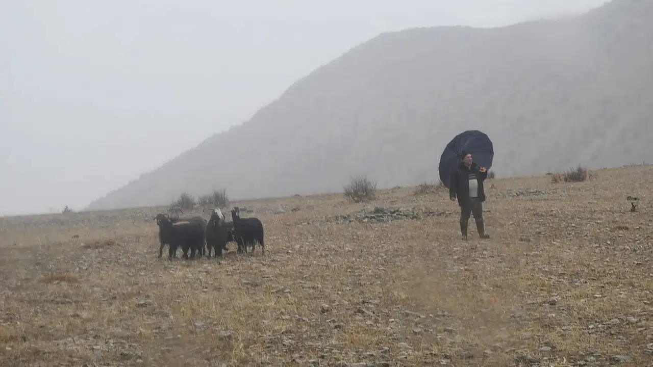 Dağda Mahsur Kalan 11 Keçi Nefes Kesen Operasyonla Kurtarıldı