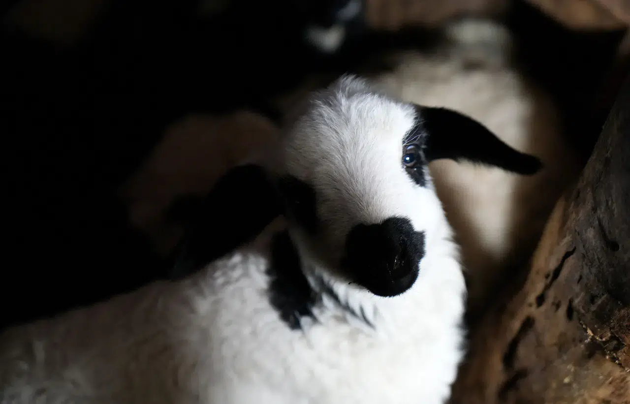 Kış Dönemi Bereketlendi: Yeni Doğan Kuzularla Hareketlilik Arttı