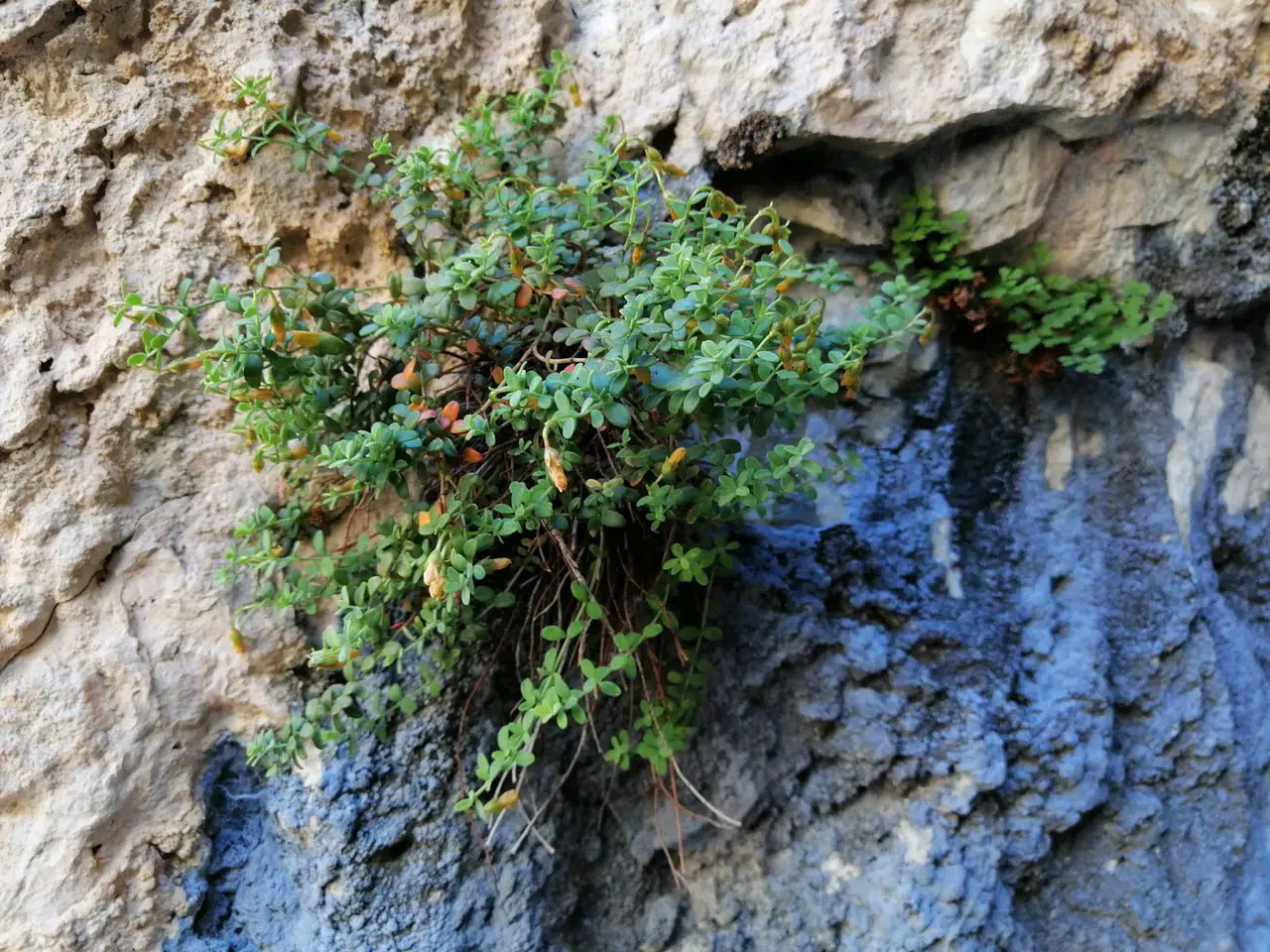 Yeni Keşif:Sarı Kantaron'dan Daha Zengin ve Daha Sağlıklı!