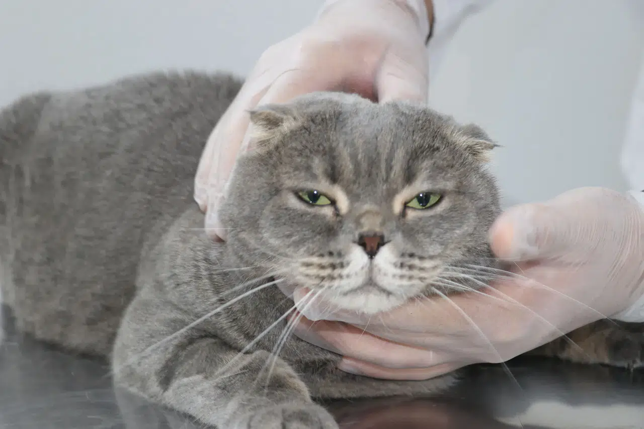 Doç. Dr. Takcı: Kedi-Köpek Kavgası Şehirde Neden Azaldı?