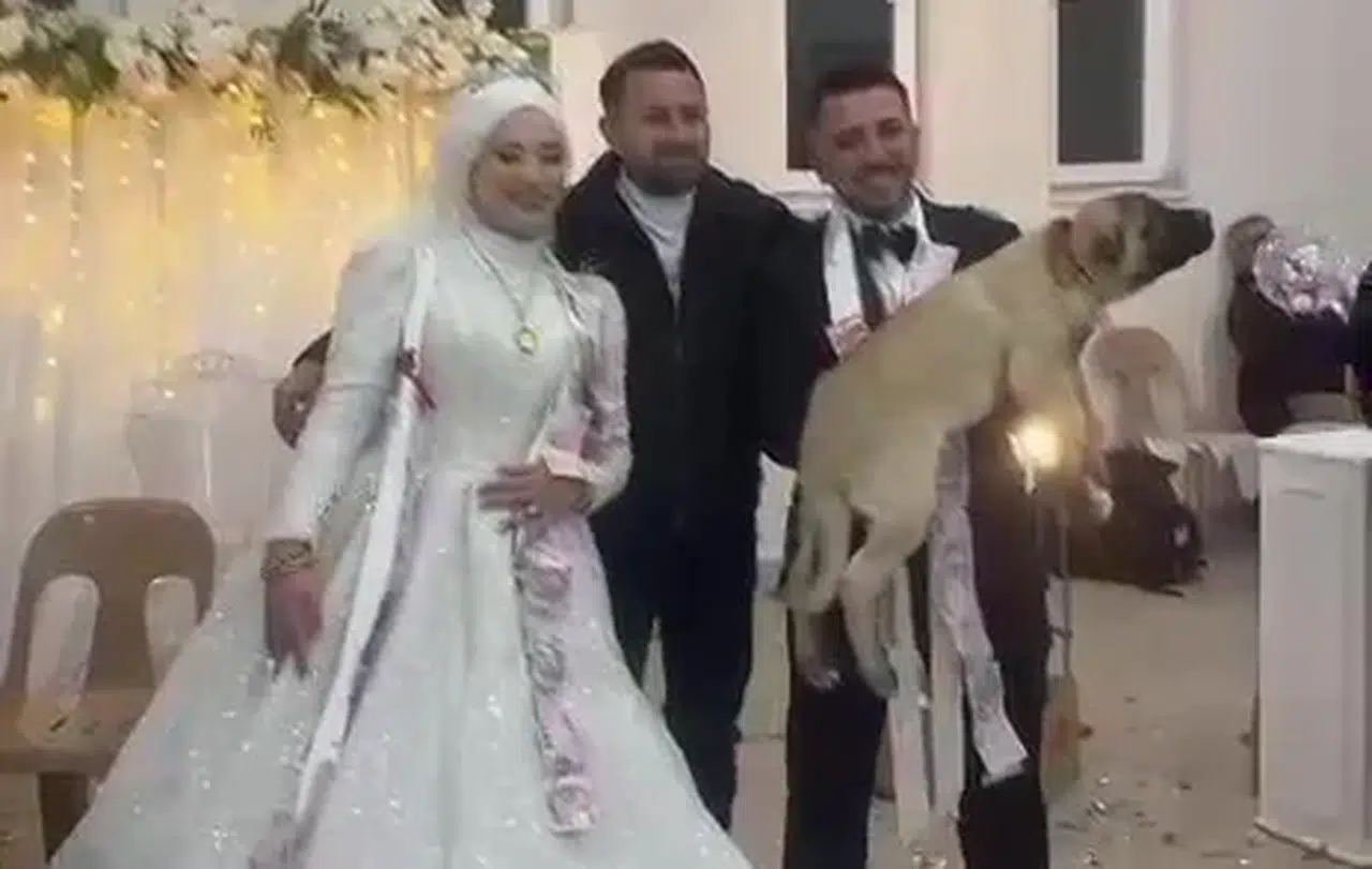 Düğün Hediyesi Şaşırttı: Damada 100 Bin Liralık Çoban Köpeği Hediye!