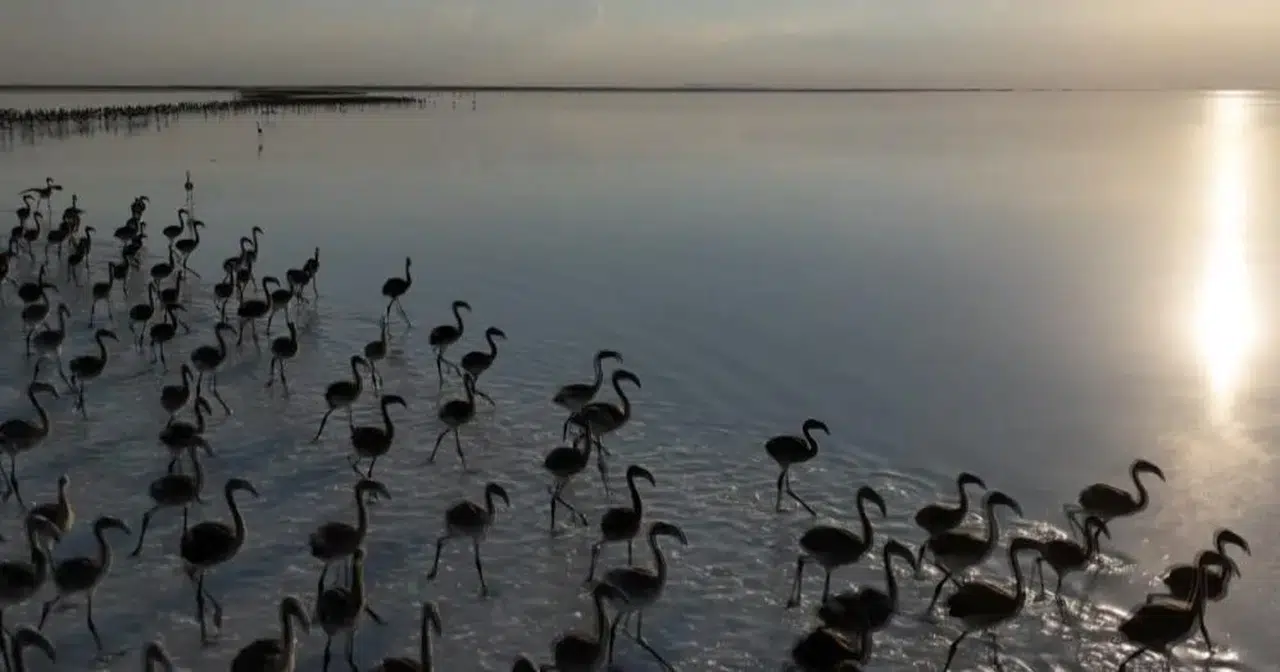 Kuraklık Flamingoları Etkiliyor: "Flamingo Cenneti" Artık Ev Sahipliği Yapamıyor
