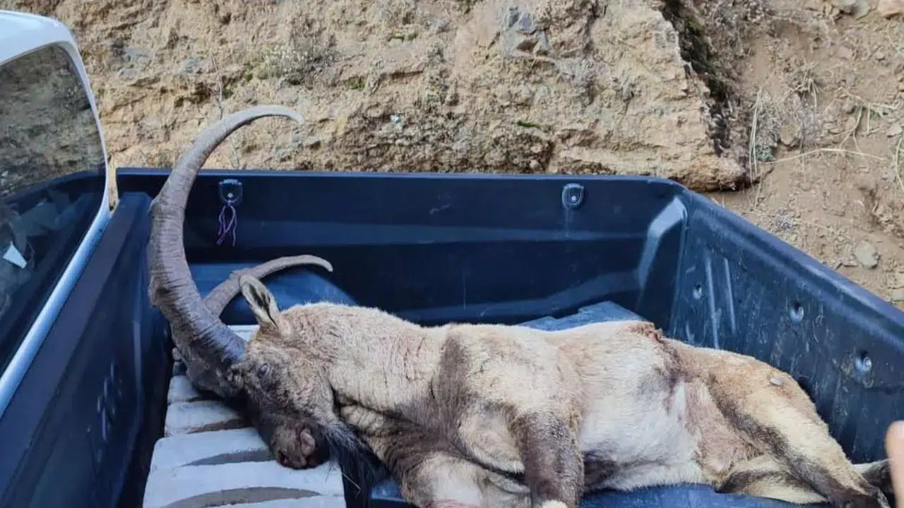 Yaban Keçisi Katliamına Ağır Ceza: 970 Bin TL Para Cezası