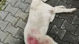 İnegöl’de vahşet! Tüfekle vurulan sokak köpeği yaşamını yitirdi