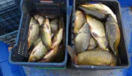 Denizi Olmayan Şehirden Ortadoğu'ya Balık İhracatı!