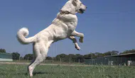 Osmanlı Kangal Köpeğini Savaşta Kullanmış!