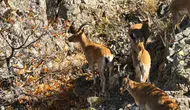 Koruma Altındaki Erzincan Yaban Keçileri, Doğada Poz Verdi