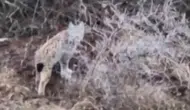 Kedi Sandı Vaşak Çıktı! Sivas'ta Nadir Görülen Hayvan Kamerada