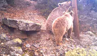 Türkiye'de Ayı İstilası Uyarısı: Hiç Görülmeyen Yerlerde Çıktılar!