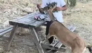 Dağ keçisini elleriyle besledi