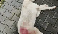 İnegöl’de vahşet! Tüfekle vurulan sokak köpeği yaşamını yitirdi