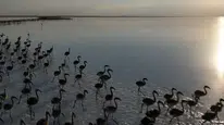 Kuraklık Flamingoları Etkiliyor: "Flamingo Cenneti" Artık Ev Sahipliği Yapamıyor