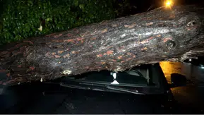 Dev Ağaç Devrildi: Araç ve Binada Hasar