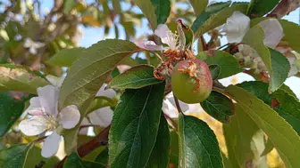 Kışa Girerken Yazıhan'da Elma Şaşkınlığı: Ağaç Çiçek Açtı