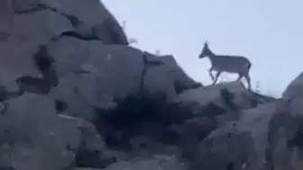 Malatya Yazıhan Kırsalında Nadir Görüntü: Yaban Keçisi Sürüsü