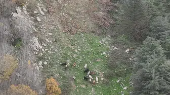 Osmaniye’de 15 koyun sırra kadem bastı! Dronlar izlerini sürdü