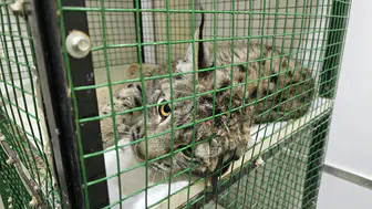 Nesli Tükeniyor! Vaşağa Araba Çarptı, Tedavisi Başladı