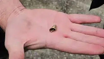 ‘Öldü’ sanılan kedi, bacağında mermiyle geri döndü