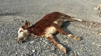 Erzincan’da skandal görüntüler! Şaplı hayvanlar gece gizlice bırakıldı