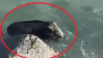 Yaban Domuzu Denize Girdi, Vatandaşlar Şaşkınlıkla İzledi