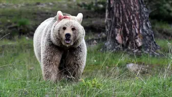Ayı kabusu: Emekli polis ve askerler göreve çağrıldı