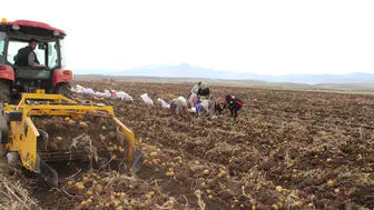 Bereketli Sezon: Tercan Patatesi Türkiye Pazarına Girdi